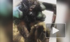 Видео: в Башкирии рабочие вытащили из мазута трех зайчат