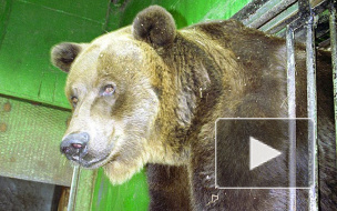 В Ленинградском зоопарке умерла старейшая медведица Варвара, ей было 36 лет