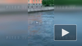 Петербургский ныряльщик после купания взобрался на туристический катер