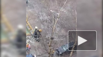 Петербургского котика снимать с березы приехали две пожарные машины