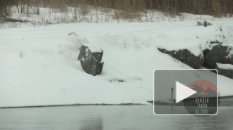 Видео: в Сосновом Бору лебеди катались с горки