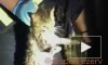 В Москве спасли котенка, который провалился в водосток