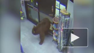 Медведи "ограбили" продуктовые магазины и попали на видео
