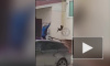 Видео: житель Башкирии кинул кота на заблудившегося в городе лосенка