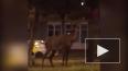 В центре Пятигорска заблудившийся олень попал на видео