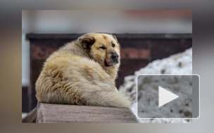 "Лучшей собакой России" стал бездомный пёс Кефир