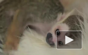 В Тюмени 16-летняя кошка усыновила новорожденную обезьянку 