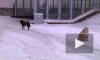 Петербуржцы бьют тревогу из-за стай бездомных собак (фото)