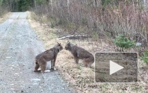 Ссора диких кошек насмешила зрителей 