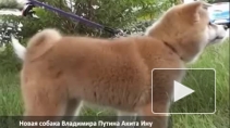 Трогательные фото Путина, играющего с собаками, попали в СМИ