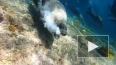 Морской котик напал на дайвера в Австралии