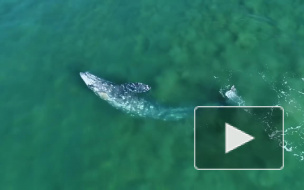 В Калифорнии серый кит подплыл вплотную к пляжу и попал на видео