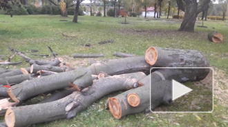 В Заневском парке вырубают деревья