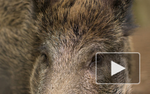 Дружелюбные кабанчики искали общения около "Удельной"