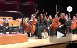 Видео из Стамбула: Бездомная кошка вышла на сцену во время выступления оркестра