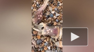 Загадочное существо с зубастым хвостом вымыло на побережье Нью-Йорка