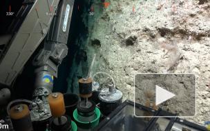 Австралийские ученые открыли новый коралловый риф высотой 500 метров