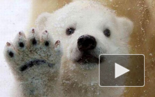 Новорожденный медвежонок из петербургского зоопарка попал на видео