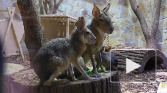 В Ленинградском зоопарке родились два детёныша патагонских мар