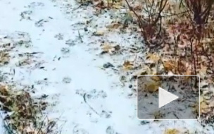 "То ли снег, то ли дождь": Москву завалило снежным дождем и градом