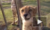 Жалобно мяукающие и мурлыкающие гепарды покорили интернет
