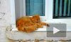 В День защитника Отечества петербуржцам раздадут 20 рыжих котов