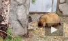 В Ленинградском зоопарке сурки Ижорик и Августина впали в зимнюю спячку