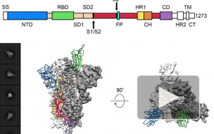 Учёные получили атомную структуру оболочки коронавируса