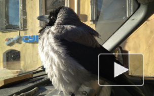В Петербурге из машины похитили домашнюю ворону Кару