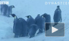 Журналисты BBC спасли от гибели группу императорских пингвинов