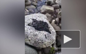 Загадочное черное существо озадачило пользователей соцсетей