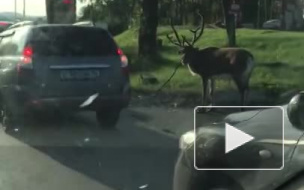 Петербургский оленевод прокомментировала историю с нижнетагильским привязанным к машине оленем