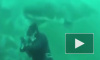 ЮАР: Сын снял на видео, как огромная акула чуть не откусила голову отцу