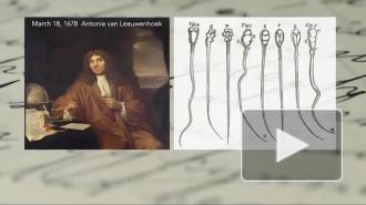 Раскрыта загадка движения сперматозоидов