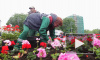 Видео: въездной знак Выборга украсили 1600 цветов герани