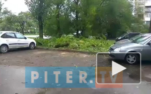 Видео: на Кингисеппском шоссе деревья обрушились на несколько автомобилей