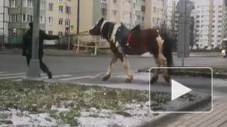 Полицейские задержали лошадь в Муринском парке