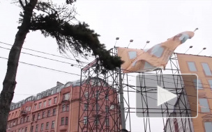 Сильный ветер будет валить деревья в Петербурге